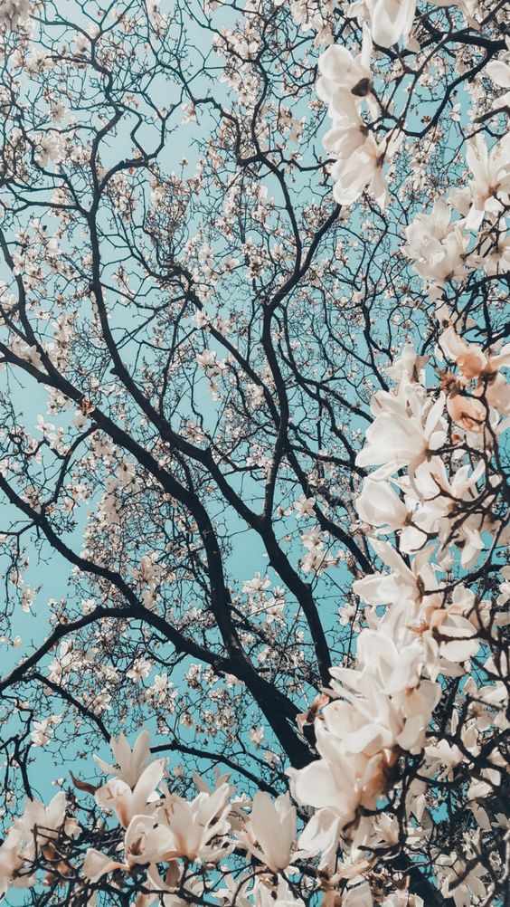 Hình nền rừng hoa màu trắng cực đẹp dành cho điện thoại