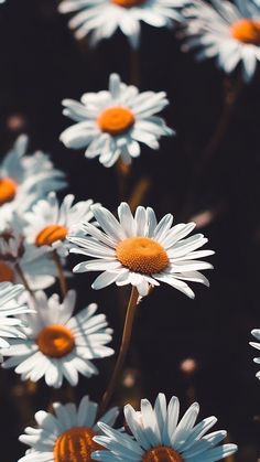 Hình nền điện thoại hình bông cúc cực đẹp